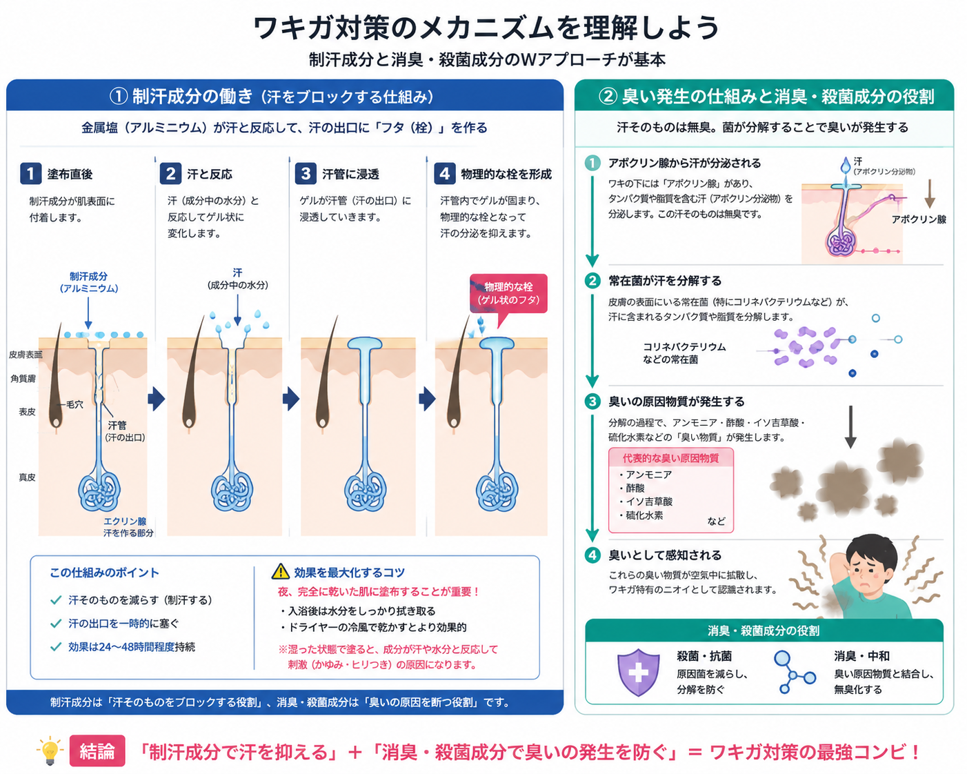 汗腺からのアポクリン分泌物が皮膚常在菌に分解され臭いが発生する仕組みと、制汗・抗菌によるアプローチ